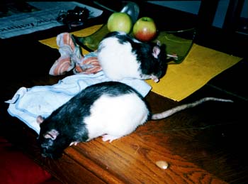 2 Ratten auf dem Esstisch 05 2002