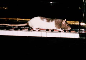 2 Ratten auf dem Esstisch 05 2002