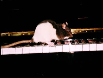 Ratte Chip spielt Klavie 2 05 2002