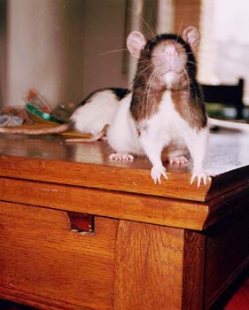 Ratte spielt Klavier 05 2002